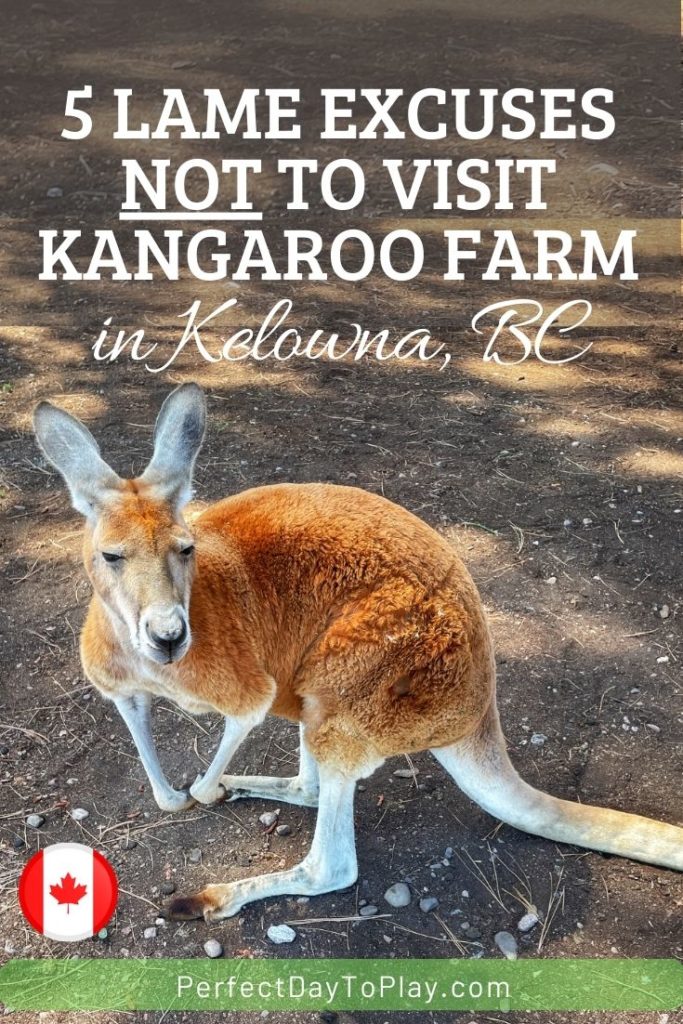 kangaroo farm in Kelowna BC Canada visit review pinterest