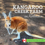kangaroo farm in Kelowna BC Canada visit review feature