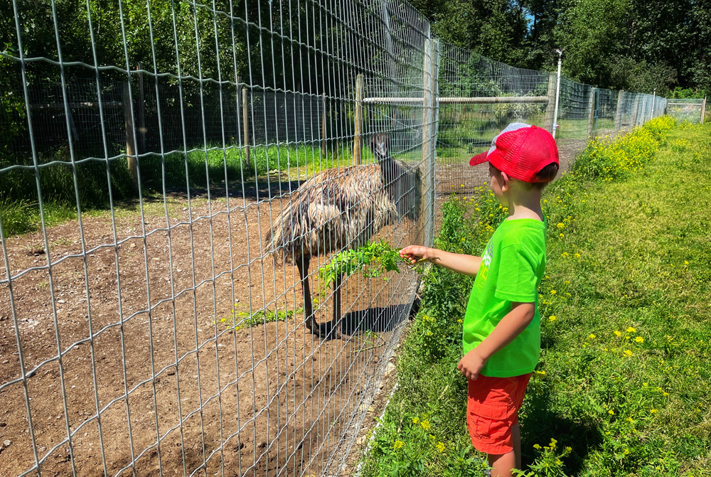live interaction with ostriches at Kangaroo Farm in Kelowna, BC