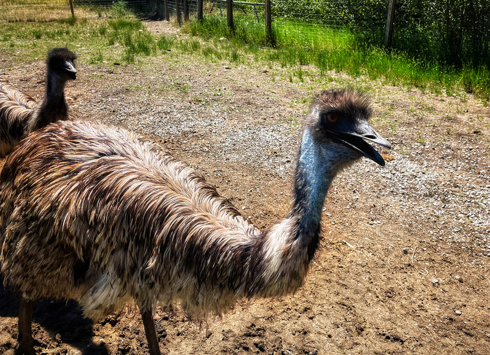 ostriches close-up