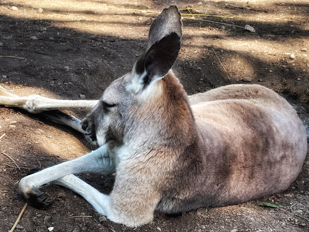 large grey kangaroo sleeping