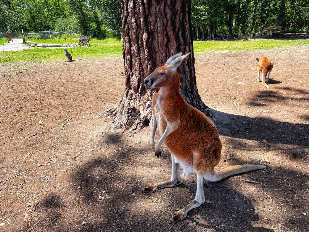 large red kangaroo standing
