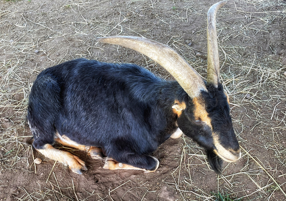 black goat with large horns