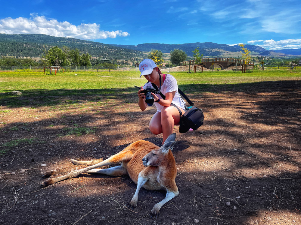 taking photos of a resting kangaroo at the Kangaroo Creek Farm in Kelowna
