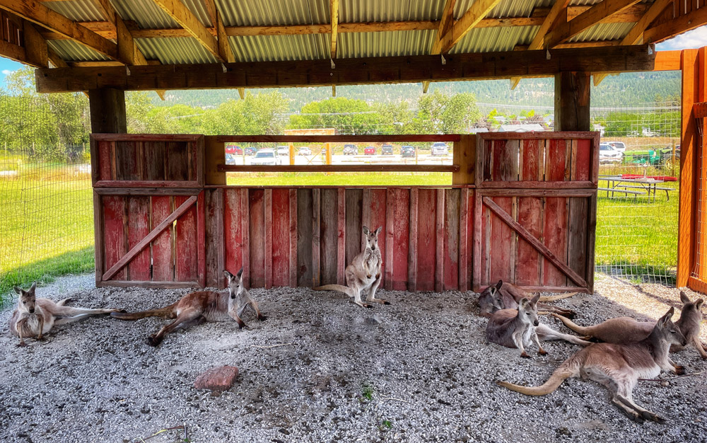 5 Lame Excuses Not To Visit Kangaroo Farm in Kelowna. Debunked.