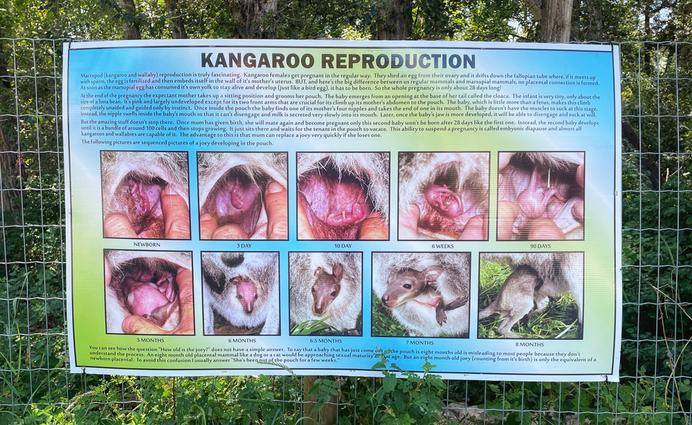 learning poster - the development of kangaroo fetus