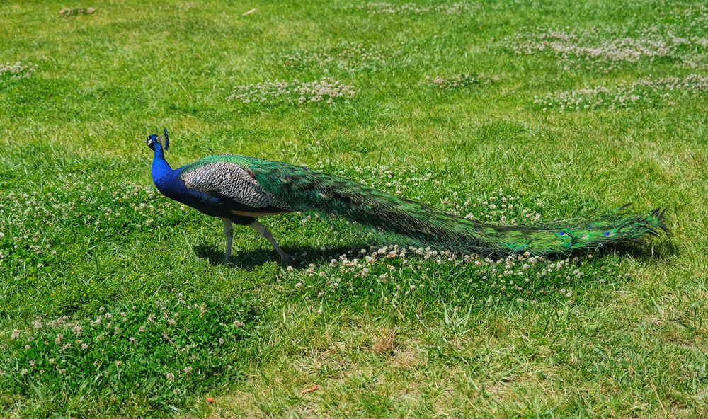 peacock walking on the grass
