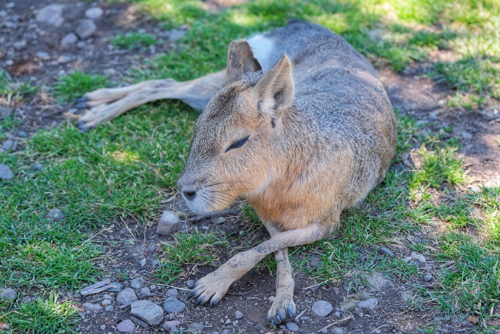 wallaby resting 