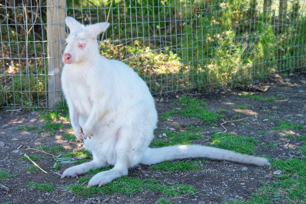 albino wallaby kangaroo