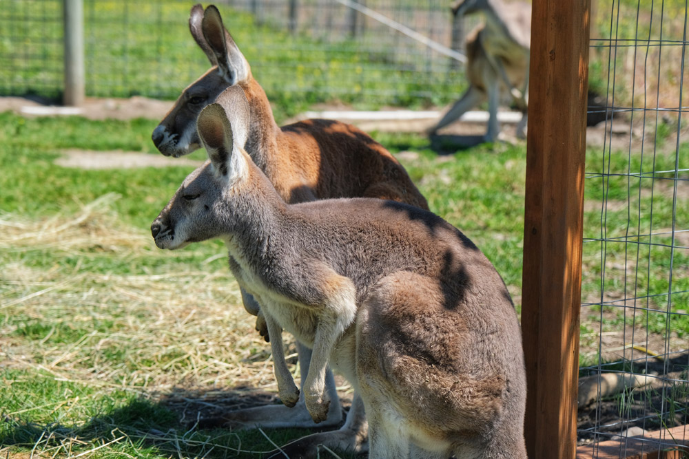 a pair of kangaroos
