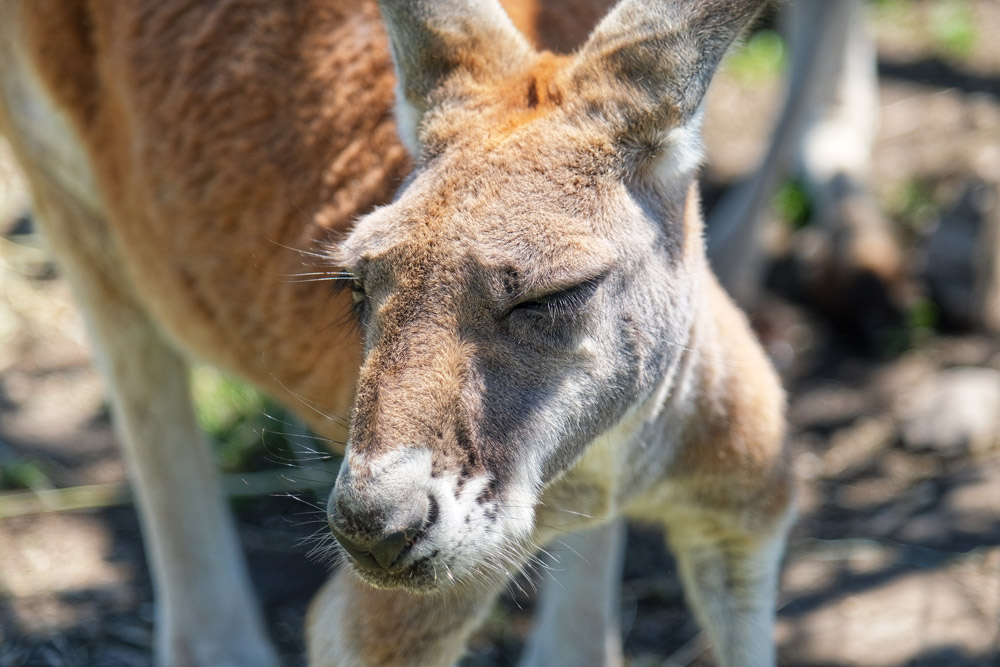 kangaroo face close-up