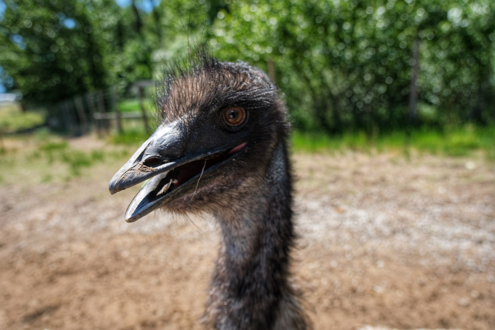 ostrich face close-up