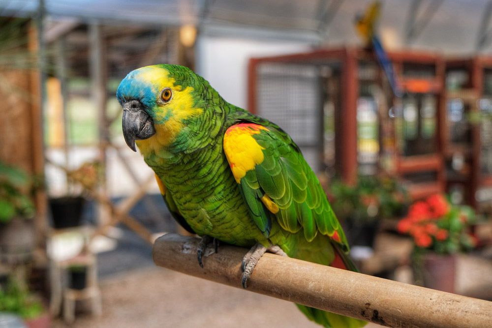 green parrot amazon