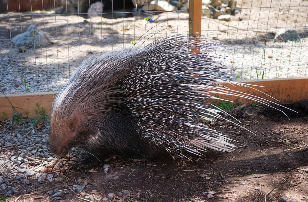 porcupine at the Kangaroo Farm