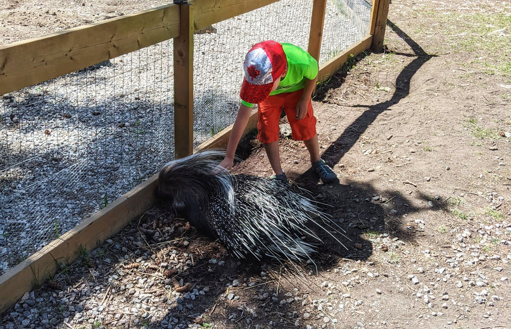child petting a large porcupine