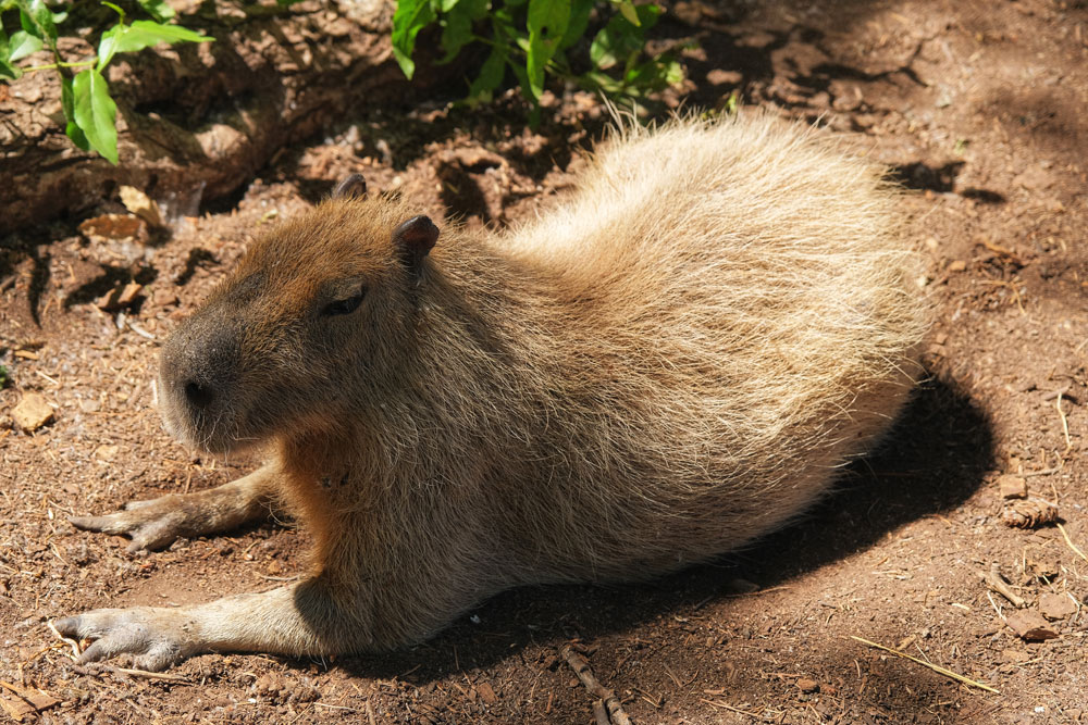 capybara resting
