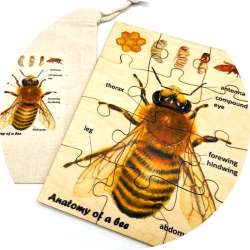 shop kids outdoor nature travel activities, homeschooling resources, books - bee anatomy