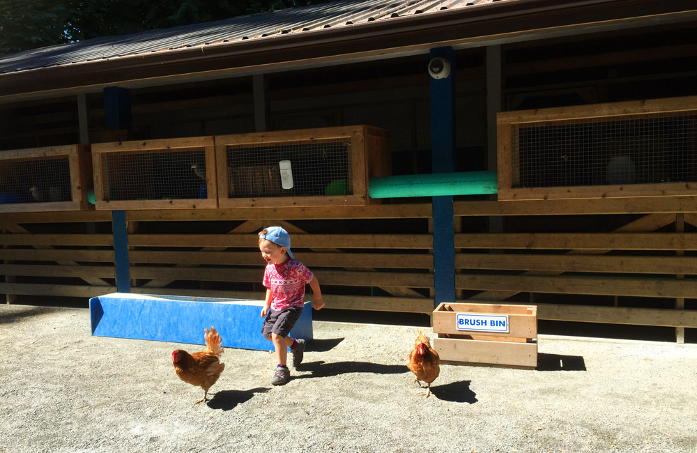 child chasing chickens in Queens Park in New Westminster
