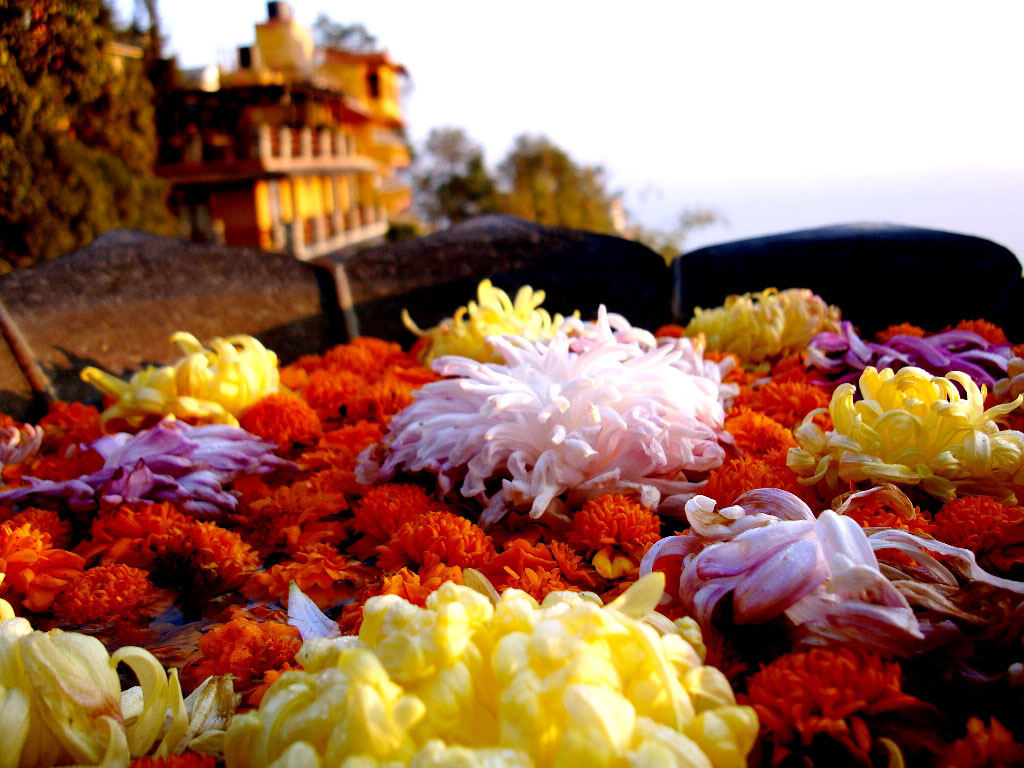 Hotel Country Villa and Nepalese flowers
