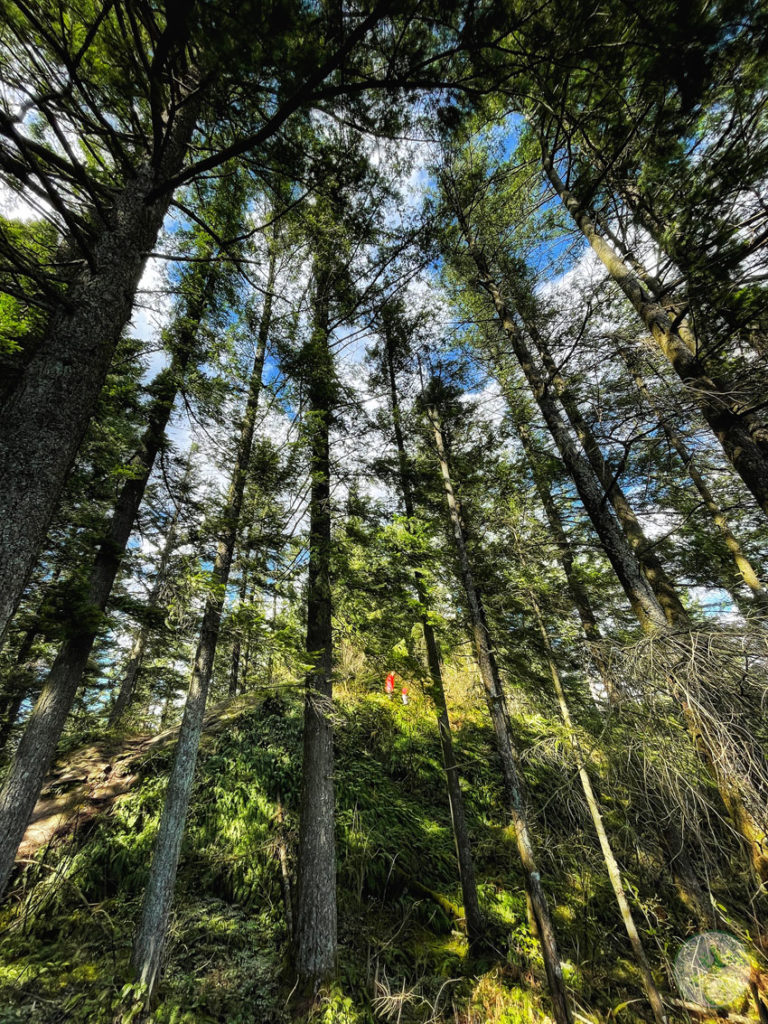 forested trail and tall pine trees