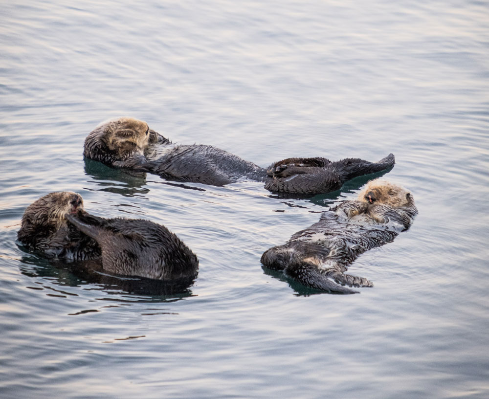 Sea otters wildlife watching tours