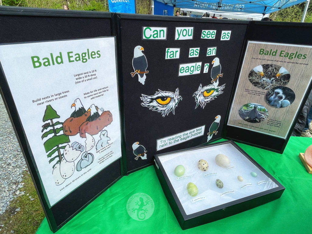 Bald Eagle and birds of prey information stand and kids exhibit