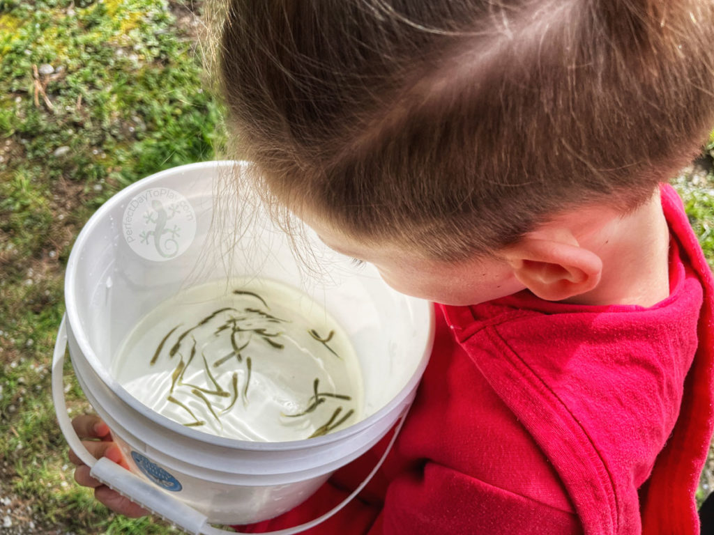 child looking at salmon fry in water pail