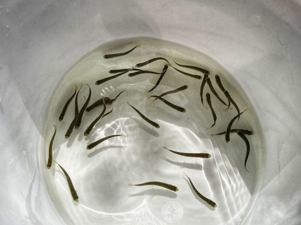 baby salmon - chum, coho and pink salmon in a pail