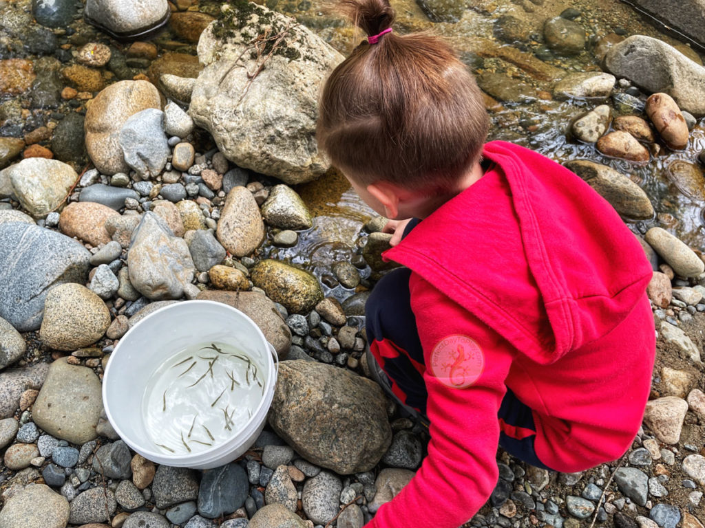 child releasing salmon fry into Kanaka Creek at the annual event near Vancouver - in Maple Ridge, British Columbia, Canada