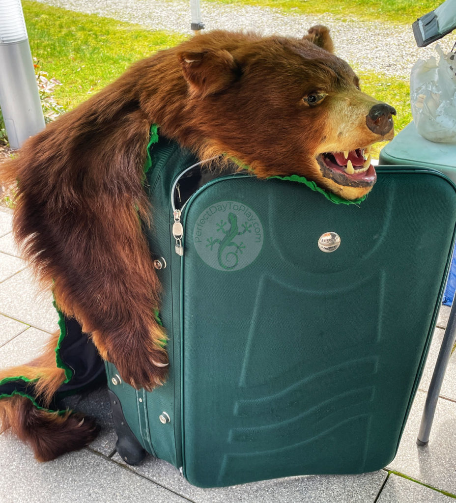 Bear next to suitcase