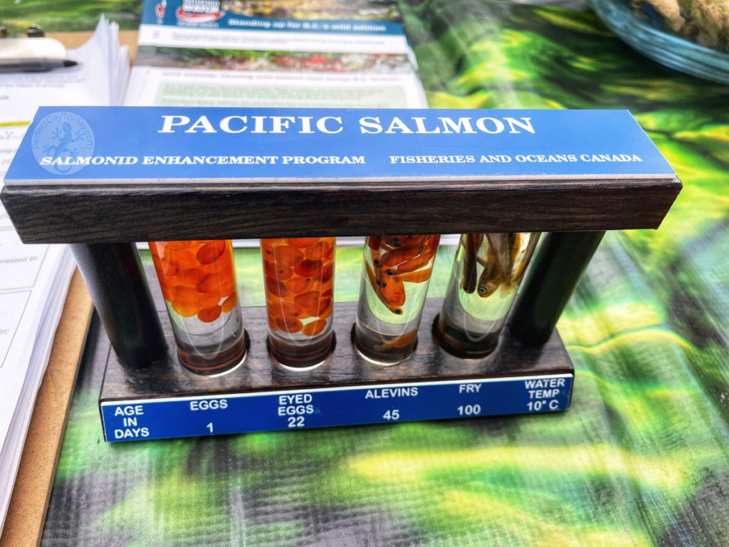 Pacific salmon lifecycle from eggs, eyed eggs, alevins, to fry