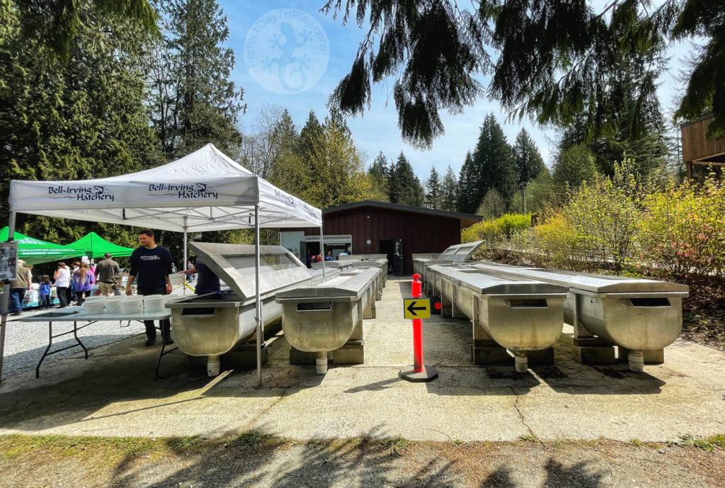 outdoor fish tanks at the Kanaka Creek Stewardship Centre and Bell-Irving hatchery in Maple Ridge