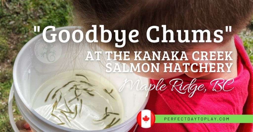 Goodbye Chums annual salmon fry release event at Bell-Irving Hatchery, Kanaka Creek Stewardship Centre, Maple Ridge, British Columbia, Canada - facebook