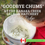 Goodbye Chums annual salmon fry release event at Bell-Irving Hatchery, Kanaka Creek Stewardship Centre, Maple Ridge, British Columbia, Canada - feature